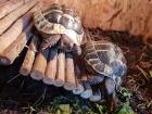 Griechische Landschildkröten suchen zu Hause