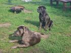 Cane Corso Welpen