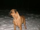 Exellente Bullmastiff Hündin