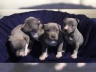 Pitbull blue line Welpe