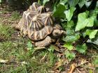 Sternschildkröten Weibchen