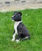 American Staffordshire Terrier