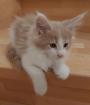 Maine Coon Kitten mit Stammbaum in Luxemburg zu verkaufen