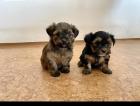 Yorkshire Terrier Black Tan und Ocean Pearl