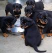 Rottweiler Welpen Geboren am 22.02 