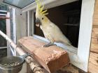 Neues zu Hause für Bummi Gelbwangen Cacatua sulphurea sulphurea