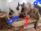 Degu Kinder suchen Zuhause