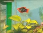 5 Blaue Neonsalmler, 1 Platy Männchen