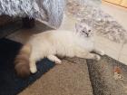 Ragdoll Kitten zu verkaufen