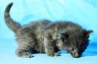 Norwegische Waldkatze Kitten Babys in XXL