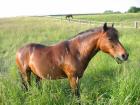 Reitbeteiligung an Pony-Wallach zu vergeben!