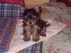 Yorkshire Terrier zum Liebhaben