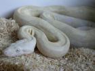 SNOW BOA