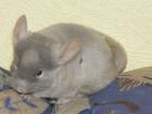 Chinchillas