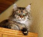 Rote Maine Coon Teufelchen