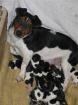 9 Jack-Russell-Terrier-Welpen auf einen Streich!