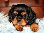 Cavalier Welpen suchen Zuhause