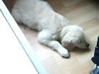 Golden Retriever Welpe(Hündin)