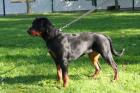 Rottweilerhündin