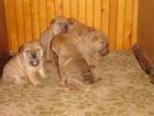 Shar Pei reinrassige Welpen