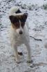 Parson Jack Russell Terrier Hündin 2 Jahre