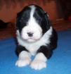 Bearded collie