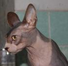 SPHYNXKATERCHEN