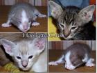 SIAM / SEYCHELLOIS UND OKH BABYS