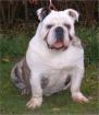 Englische Bulldogge Rüde