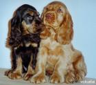 Cocker-Spaniel Welpen