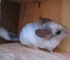 Chinchillas aus Hobbyzucht