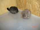 Chinchillas Böckchen und Weibchen