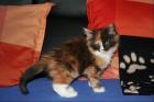 Neue Kittenbilder sind online