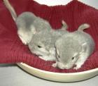 Süße Chinchilla Babies