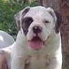 Brazilianische Bulldogge oder Caveiro Buldogue