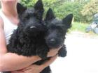 ScottishTerrier