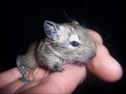 Degu -Babys abzugeben