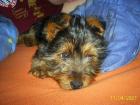 Yorkshire Terrier Welpe