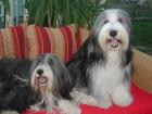 Bearded Collie Welpen