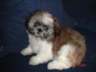 Shih-Tzu Welpe abzugeben.