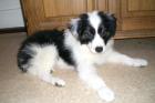 Border Collie Welpe Weiblich sucht neues Zuhause