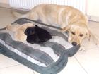 Labrador Retriever Welpen