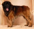 Leonberger Deckrüde: HANK VOM WELLAND