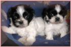 Shih tzu knuffels