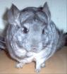 Chinchilla suchen.....