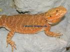 Pogona vitticeps Sandfire x Hypo-Red/Chris Allen Red