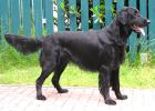 Flatcoated Retriever Welpen !!!