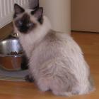 Ragdoll Katze  8 Monate