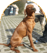 Magyar Vizsla Rüde Marlow