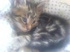 5 Maine coon mix Babys abzugeben